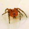 Araneus diadematus